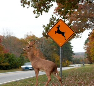Safe Driving / Insurance Tips During Deer Season